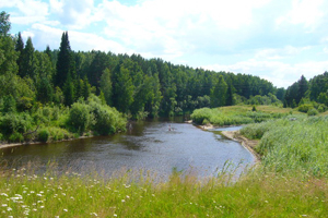 Двое детей в Томской области ушли в лес за ягодой и потерялись, один ребенок погиб