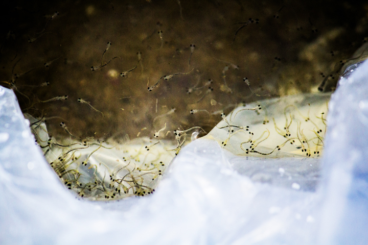 Объемы зарыбления крупных озер Новосибирской области выросли в 1,5 раза Объемы зарыбления крупных озер Новосибирской области выросли в 1,5 раза