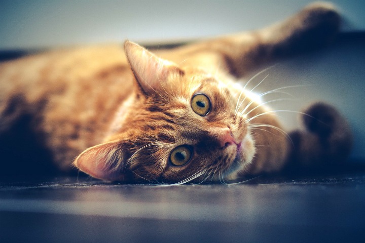 «В Новосибирске, похоже, собственный УК». Почему так сложно наказать за издевательства над животными