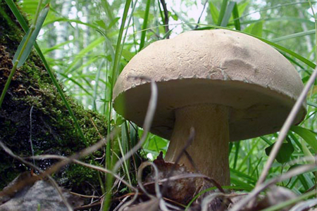 Плата за вход в новосибирский ботсад оказалась незаконной