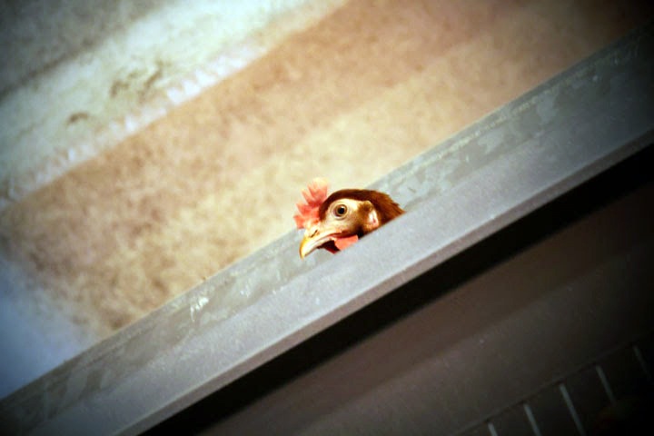 Массовый мор произошел на птицефабрике под Новосибирском Массовый мор произошел на птицефабрике под Новосибирском