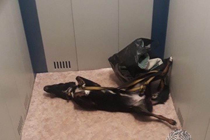 Новосибирская полиция ищет убийц задушенной собаки