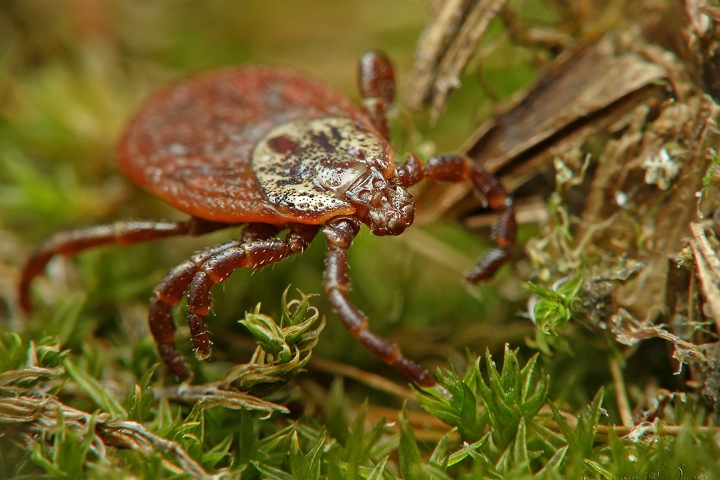 Сибирские ученые ищут клещей в Африке. Их работа поможет бороться с вредителями