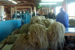 Суд ввел в НПО «Алтайский лён» процедуру наблюдения по иску Сбербанка Суд ввел в НПО «Алтайский лён» процедуру наблюдения по иску Сбербанка