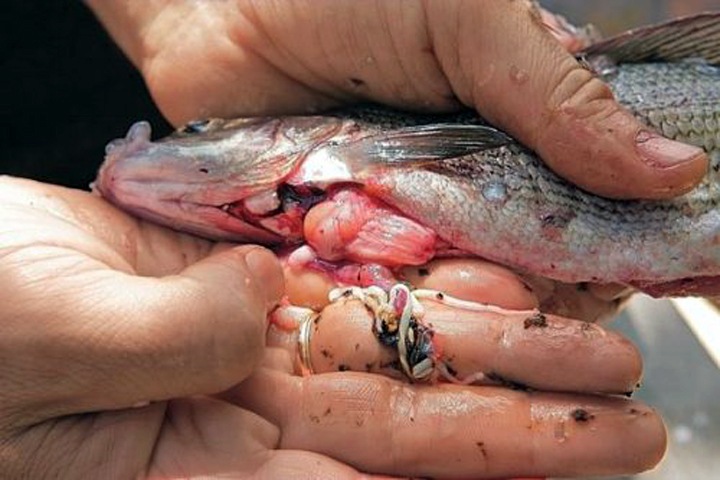 Ученые: черви в Оби могут вызвать рак Ученые: черви в Оби могут вызвать рак