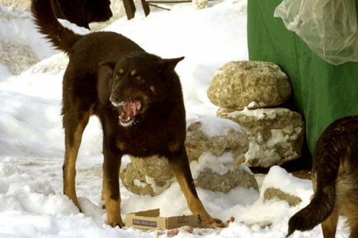 Стая собак загрызла насмерть женщину в Туве Стая собак загрызла насмерть женщину в Туве