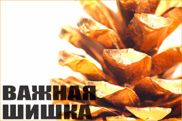 Тайга.инфо раздала «Важные шишки» в честь своего десятилетия Тайга.инфо раздала «Важные шишки» в честь своего десятилетия