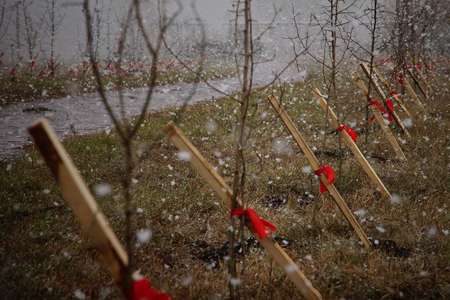 МТС подарила омичам новую аллею в природном парке «Птичья гавань» МТС подарила омичам новую аллею в природном парке «Птичья гавань»