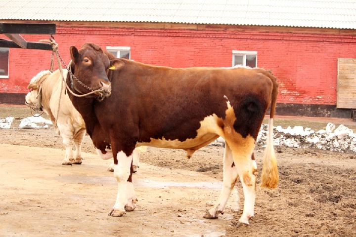 Бык-производитель до смерти затоптал пастуха в Новосибирской области
