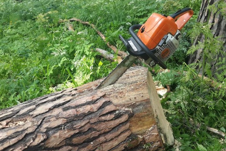 СК возбудил дело о вырубке в Красноярском крае здорового леса под видом сгоревшего