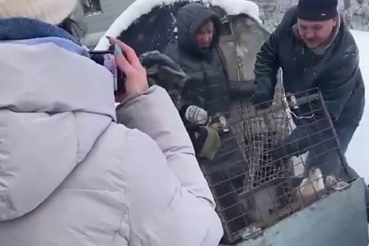 Уголовное дело о жестоком обращении с собаками завели в Новосибирске Уголовное дело о жестоком обращении с собаками завели в Новосибирске