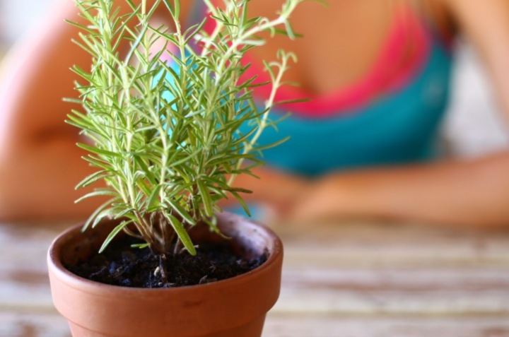 Выращивание розмарина – ароматная пряность без хлопот Выращивание розмарина – ароматная пряность без хлопот