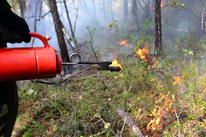 Отжиги травы начались в Новосибирской области Отжиги травы начались в Новосибирской области