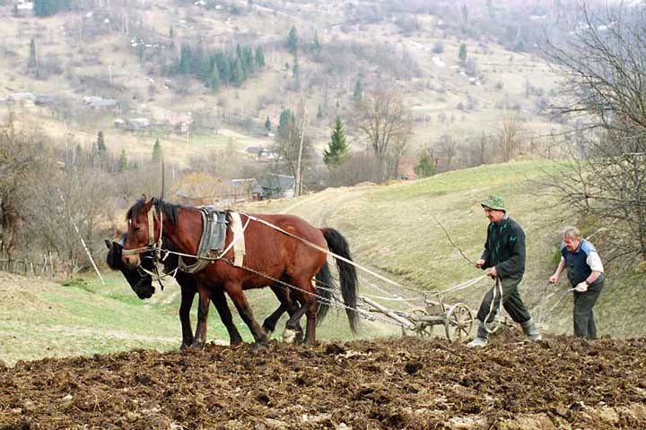 Бурятия хочет вывести фермеров «из тени» в обмен на налоговые льготы Бурятия хочет вывести фермеров «из тени» в обмен на налоговые льготы