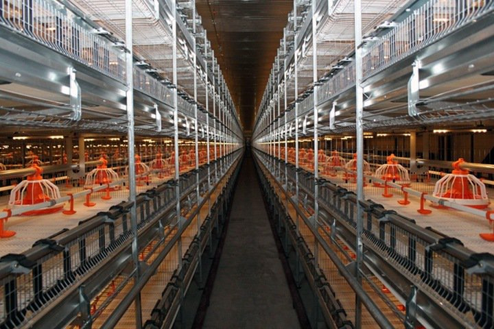 Новосибирские власти помогут расширить «Коченёвскую птицефабрику»