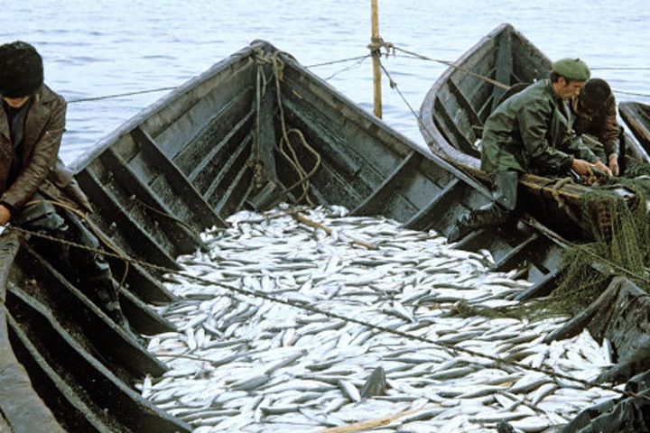 До пяти лет может понадобиться на восполнение популяции омуля 