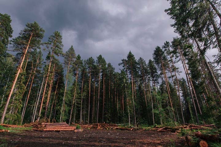 Россия может отказаться от экспорта леса в Китай Россия может отказаться от экспорта леса в Китай