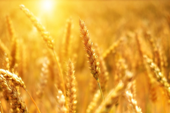 Новосибирца обвинили в демонтаже и продаже федеральных зерноскладов