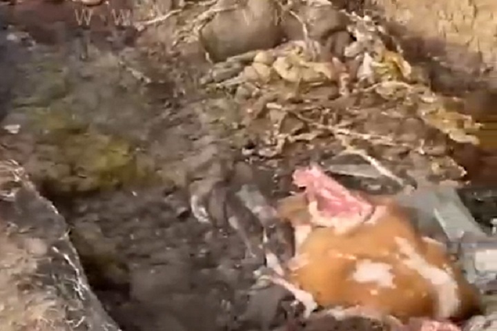 «Шкуры, головы, ноги и кишки»: скотомогильник обнаружили в Красноярском крае