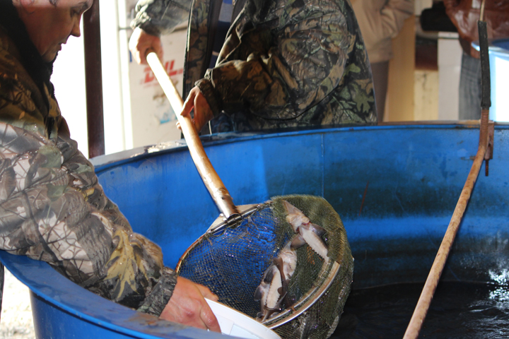 «Новосибирский рыбзавод» погасил долг за аренду земли перед мэрией «Новосибирский рыбзавод» погасил долг за аренду земли перед мэрией