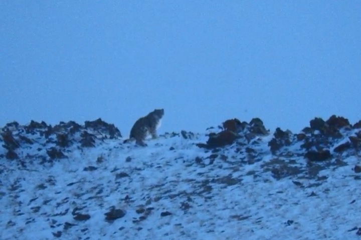 Алтайский эксперт по снежным барсам впервые за 10 лет встретился с животным в дикой природе. Видео Алтайский эксперт по снежным барсам впервые за 10 лет встретился с животным в дикой природе. Видео