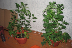 Кузбасский программист выращивал дома коноплю, заказав семена через интернет Кузбасский программист выращивал дома коноплю, заказав семена через интернет