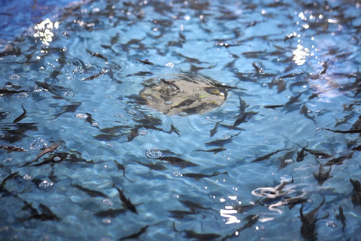 Богучанская ГЭС выпустила в Енисей 2,7 млн мальков сибирского осетра