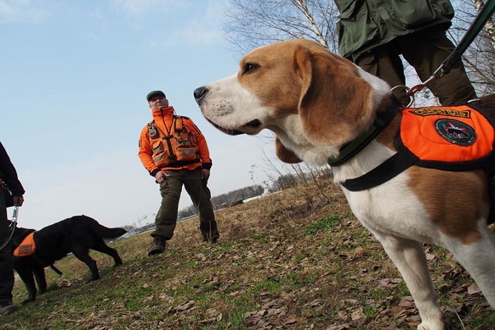 Поисковый отряд «ЛизаАлерт» заявил об антирекорде по заявкам в Новосибирской области