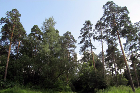 Новосибирский дендропарк уменьшат из-за дельфинария и склада Новосибирский дендропарк уменьшат из-за дельфинария и склада