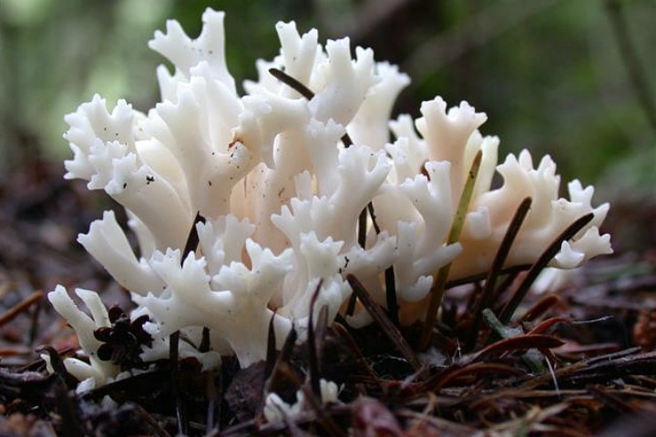 Топливо из грибов поможет сократить вредные выбросы Топливо из грибов поможет сократить вредные выбросы