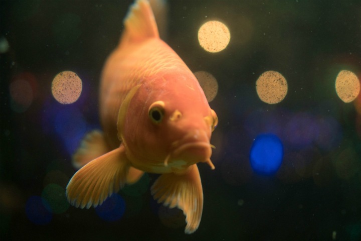 Томские химики разработали кондиционер для рыб. Он дешевле импортных реагентов Томские химики разработали кондиционер для рыб. Он дешевле импортных реагентов