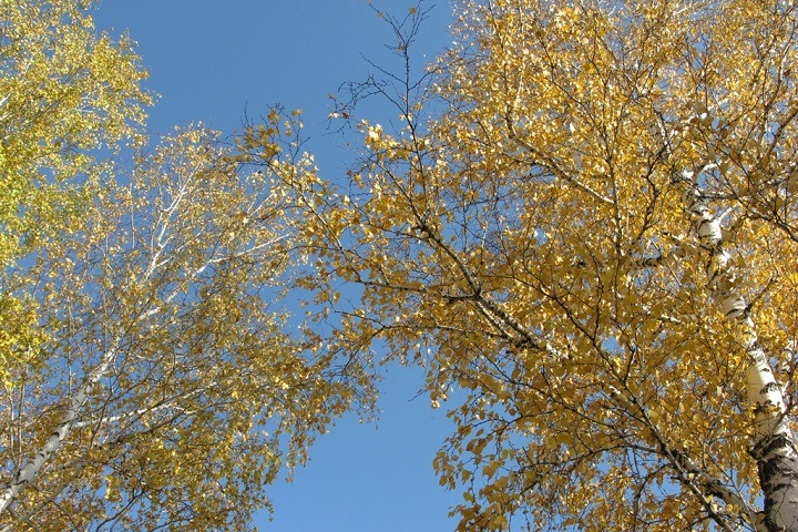 Потепление до +15 придет в Новосибирскую область