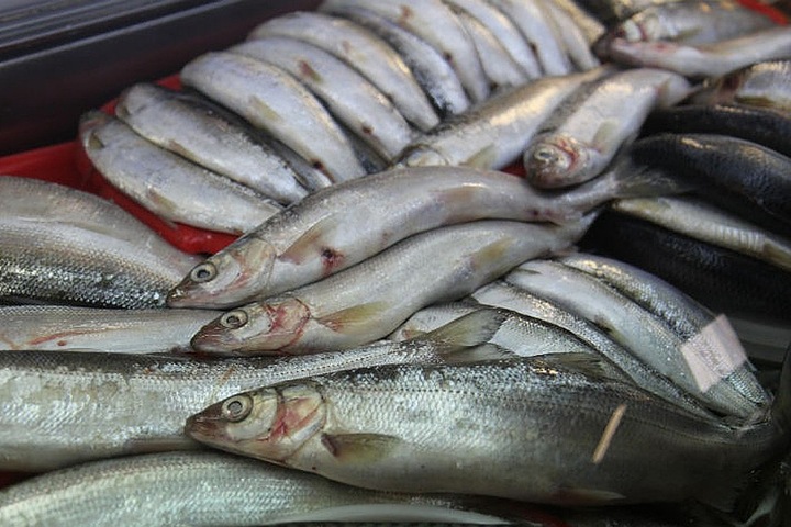 Спецгруппу отправят в Прибайкалье для защиты омуля во время нереста