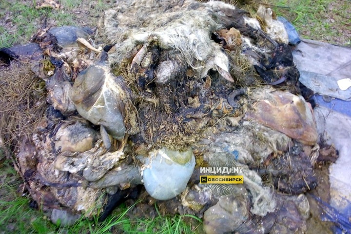 Очередную гору трупов животных нашли в Новосибирске Очередную гору трупов животных нашли в Новосибирске