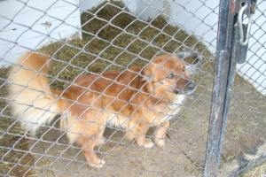 Глава иркутского поселка Карлук застрелен из-за убитой им собаки Глава иркутского поселка Карлук застрелен из-за убитой им собаки