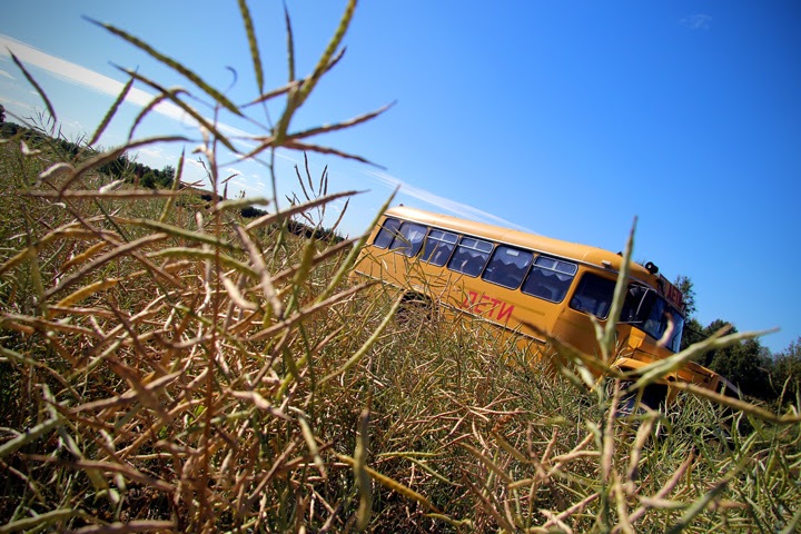 Урожай зерновых сократился в Новосибирской области