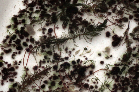 Ученые нашли новые свидетельства экологического кризиса на Байкале Ученые нашли новые свидетельства экологического кризиса на Байкале