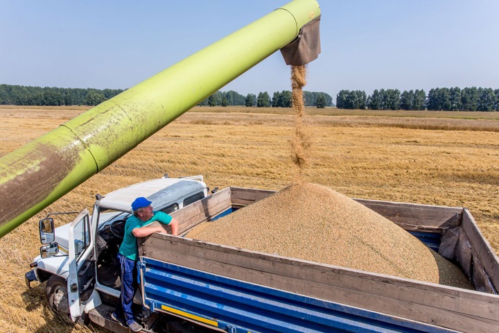 Врио министра сельского хозяйства Новосибирской области спрогнозировал недобор урожая зерна Врио министра сельского хозяйства Новосибирской области спрогнозировал недобор урожая зерна