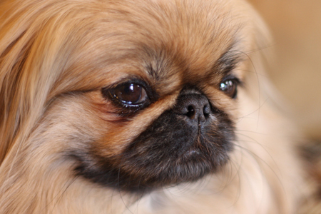 Жительница Забайкалья выбросила собаку с четвертого этажа и получила реальный срок Жительница Забайкалья выбросила собаку с четвертого этажа и получила реальный срок