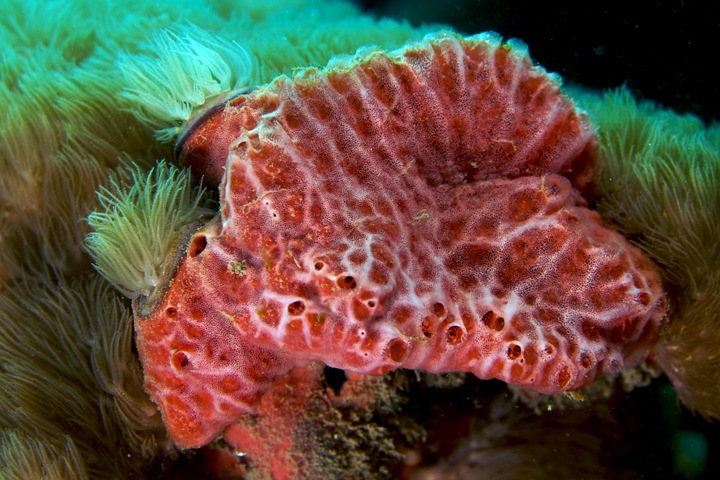 Морская губка поможет лечить рак