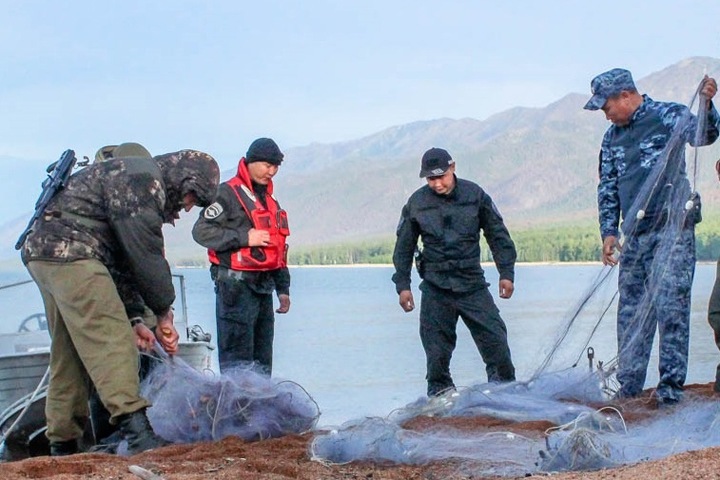 Прокуратура обвинила Росрыболовство в плохой защите омуля от браконьеров Прокуратура обвинила Росрыболовство в плохой защите омуля от браконьеров