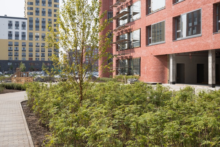 Озеленение по-голландски: «Брусника» высадит около школы в Новосибирске 17 тыс. растений