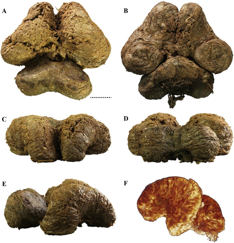 Мозг Юки. Анастасия Харламова и соавторы