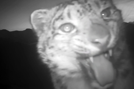 Новая самка снежного барса с годовалыми котятами обнаружена в Бурятии Новая самка снежного барса с годовалыми котятами обнаружена в Бурятии