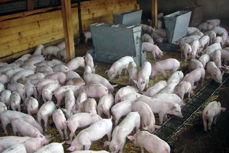 Свинокомплекс стоимостью 2,3 млрд рублей будет построен в Иркутской области Свинокомплекс стоимостью 2,3 млрд рублей будет построен в Иркутской области