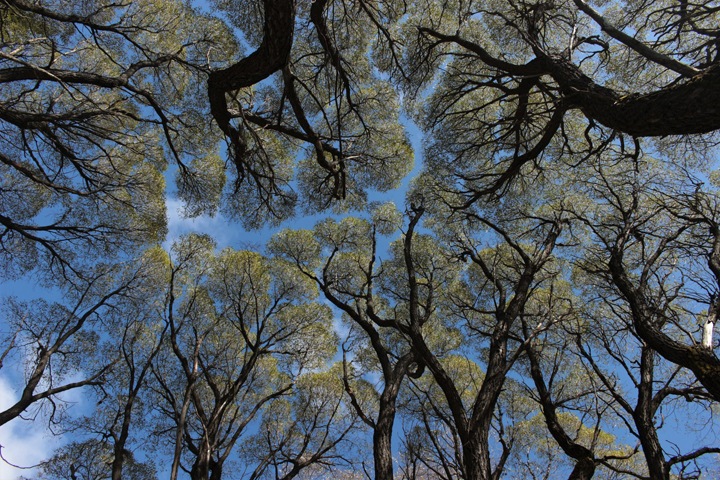 Новосибирский ботсад ввел плату за вход Новосибирский ботсад ввел плату за вход