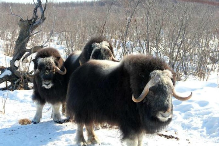 Мамонты и овцебыки против потепления климата