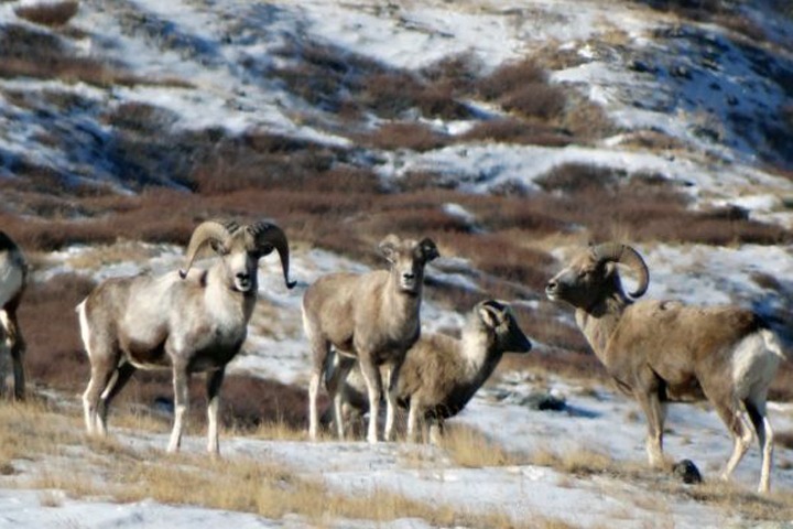 Популяция краснокнижных архаров выросла на Алтае