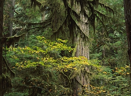 Особенности новостного сайта в Ставрополе Особенности новостного сайта в Ставрополе