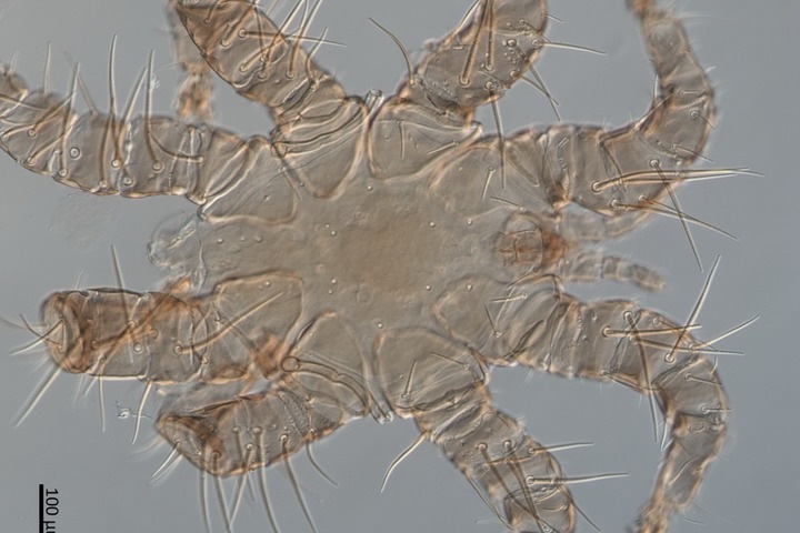 Ученые нашли «сибирских» клещей у африканских летучих мышей